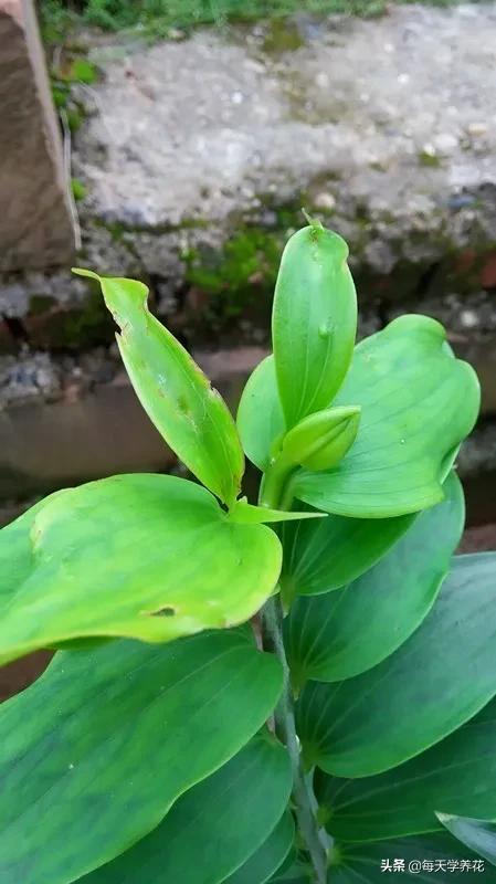 百合虫害的防治方法,百合病虫防治和管理