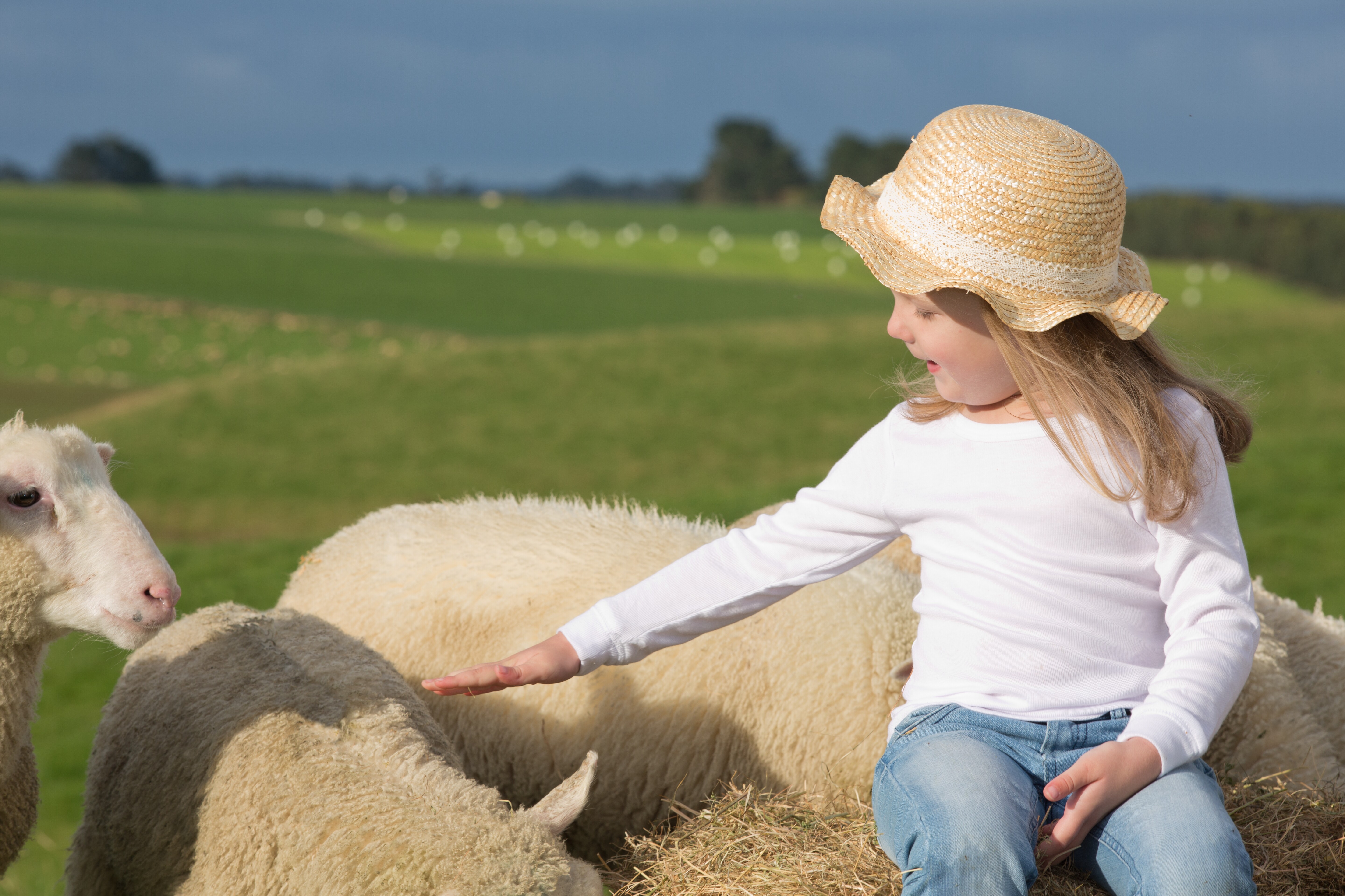 宝宝喝什么绵羊奶,天天喝牛奶的小孩
