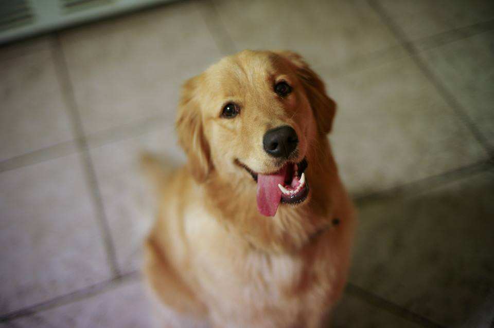 如何饲养可以延长狗狗寿命,狗狗延缓衰老的方法