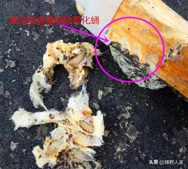 巢虫其实不可怕,巢虫是蜜蜂最大的天敌