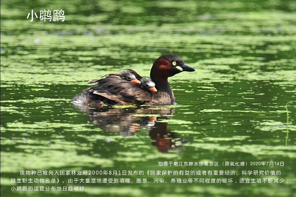 榻愰綈鍝堝皵瀚╂睙涓滄按鐝嶇鍏洯,榻愰綈鍝堝皵瀚╂睙涓滄按鐝嶇婀垮湴鍏洯