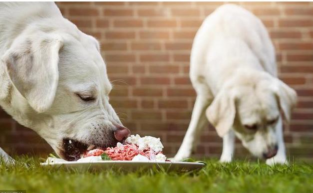 狗狗狂犬病早期的10个征兆,狗狗狂犬病有什么征兆