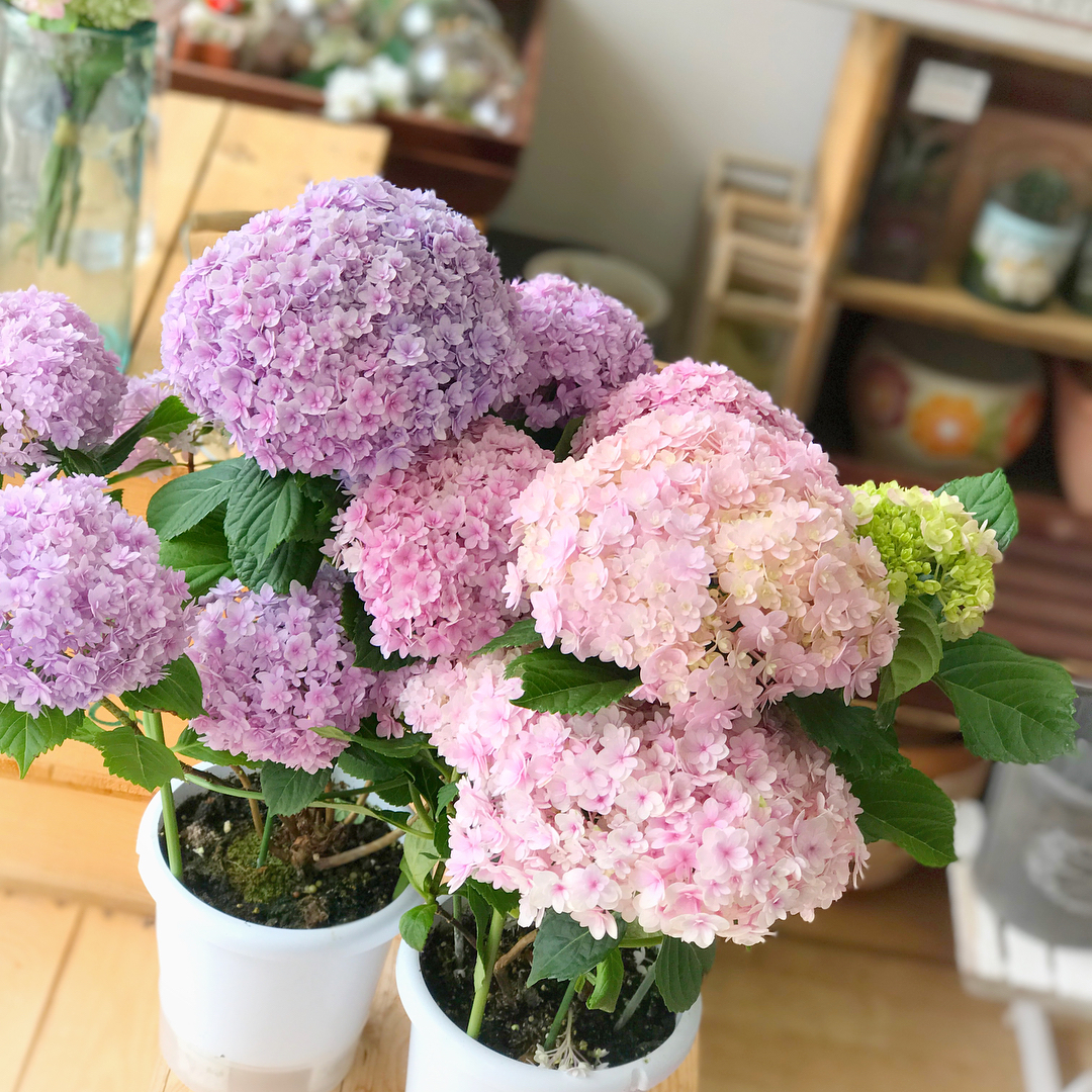 法式露台设计,这样的露台设计才够任性