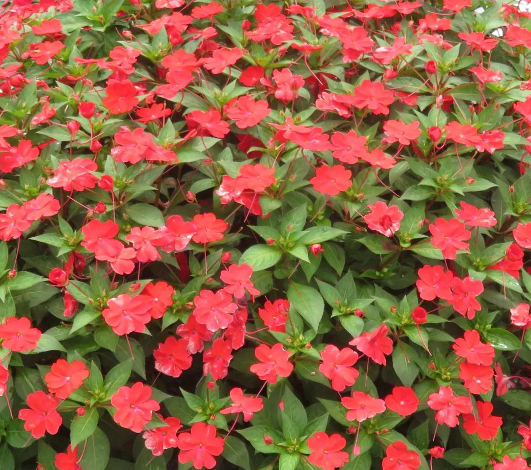 这43个来自世界各地的新品种，快来看看有没有你的菜