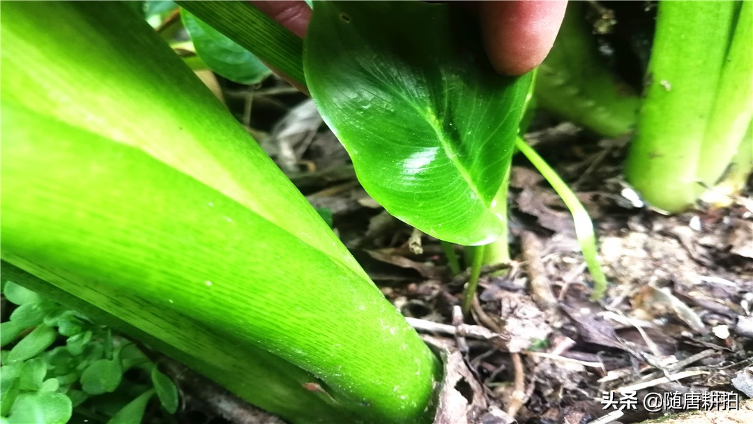 马蹄莲花的种植方法视频,盆栽马蹄莲花期过后怎么养殖