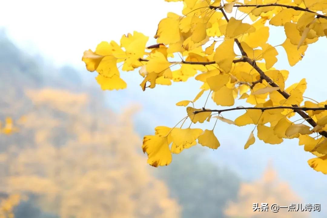 十大经典诗词开头和结尾大全,适合摘抄的神仙惊艳句子开头结尾