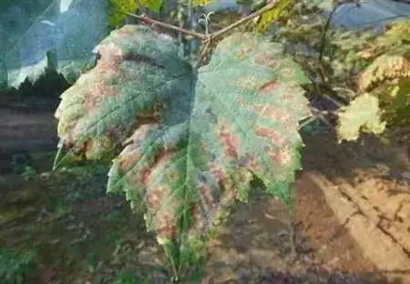 葡萄叶黄化解决方案,促进葡萄叶片黄化