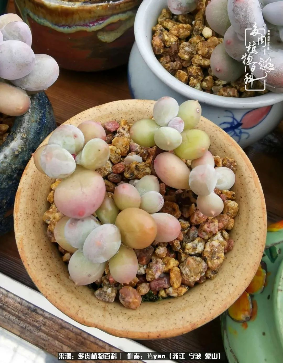 多肉初级入坑者,入坑多肉