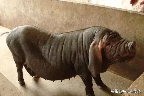 名猪大集合，看看你认识几个？