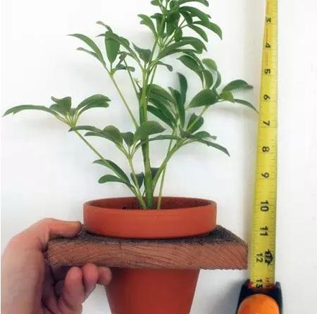 家庭养花的花架装饰效果图,养花达人的室内阳台