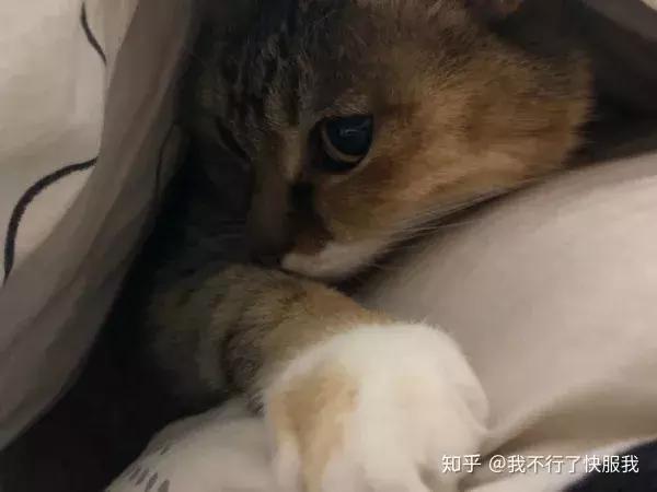 如果舔猫一口猫会怎样,猫猫能舔到全身吗
