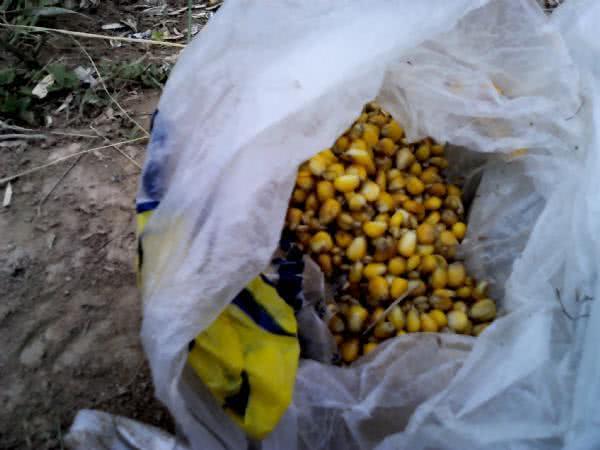 哪些地方可以钓到大草鱼,在野外能钓到大鱼吗