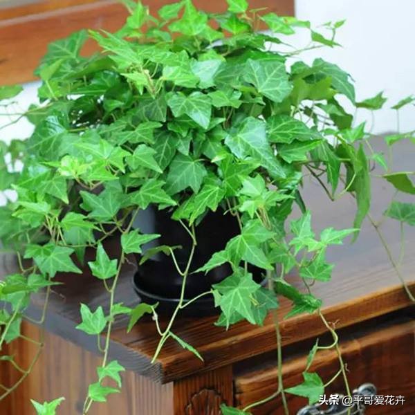 什么花除甲醛最有效,什么花净化空气除甲醛最好