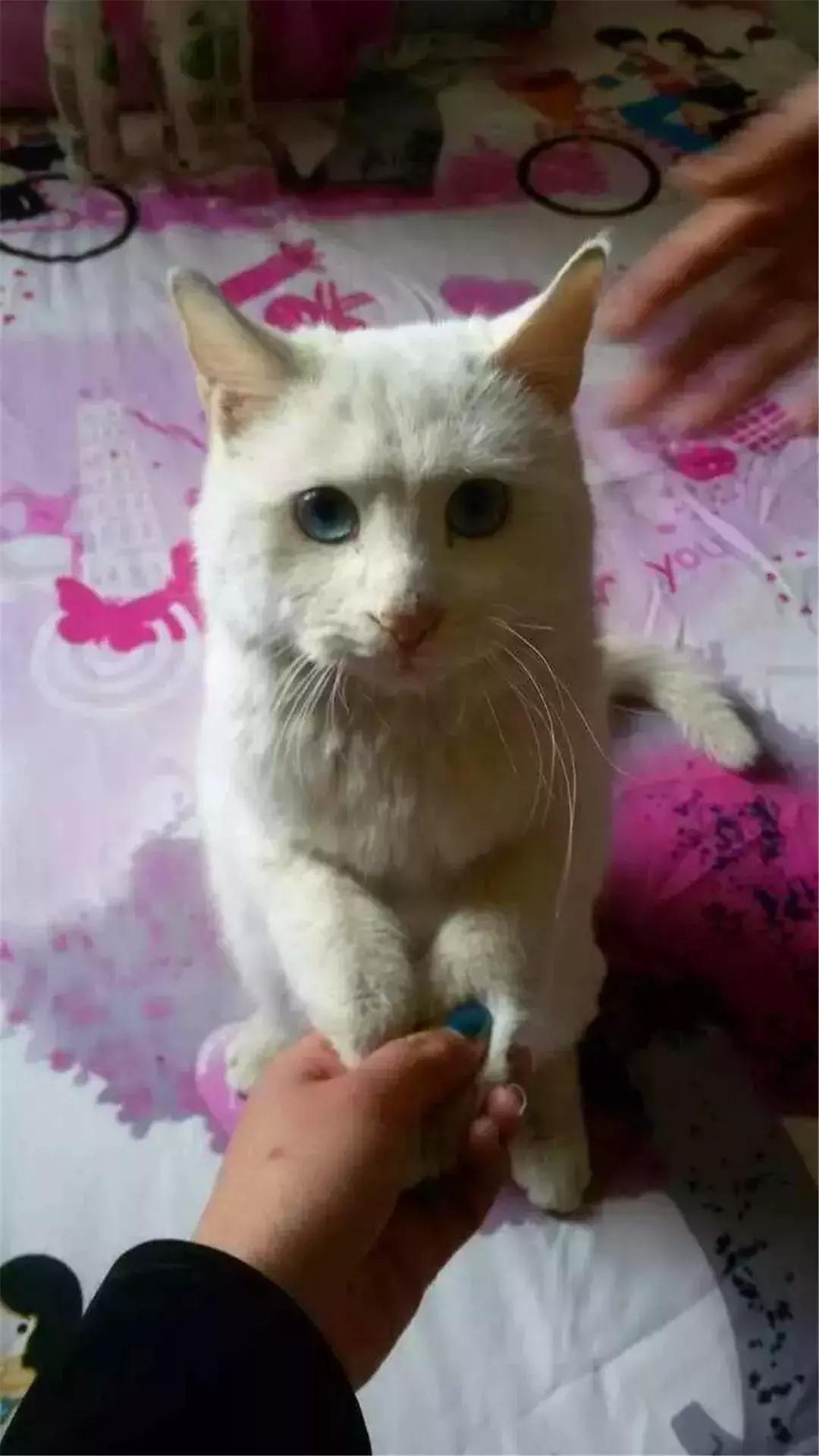 如何用猫条训练猫咪握手,铲屎官学猫咪姿势