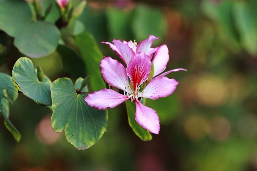 100种常见观叶植物图鉴史上最全,农村常见的100种植物