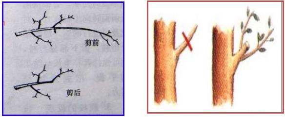 最全最完整的园林植物整形修剪技术规范(转自农林慧小妹,收藏)