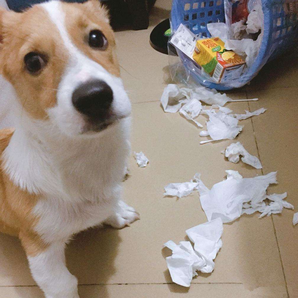 狗拆家怎么办教你一招,怎么训练狗狗不拆家乱咬东西