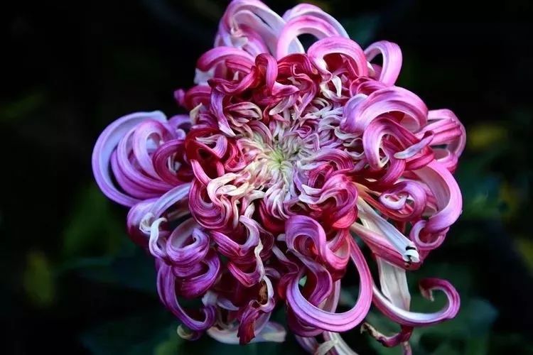 花中四君子菊花国画用笔,花中四君子菊花高清图片