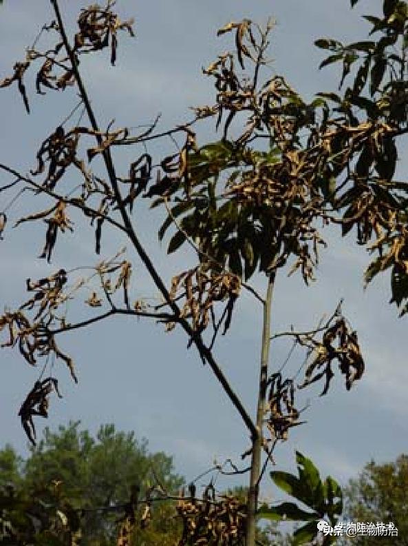 蛀干害虫是钻蛀害虫吗,果树枝干钻蛀害虫图片