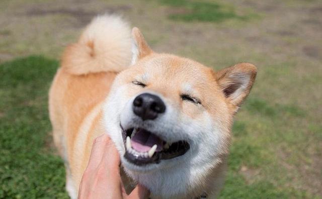 狗狗鼻子越来越粉怎么办,狗狗鼻子越来越黑是怎么回事