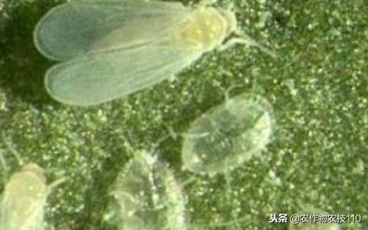 大棚甜瓜种植技术视频教程,大棚种植甜瓜利润怎么样