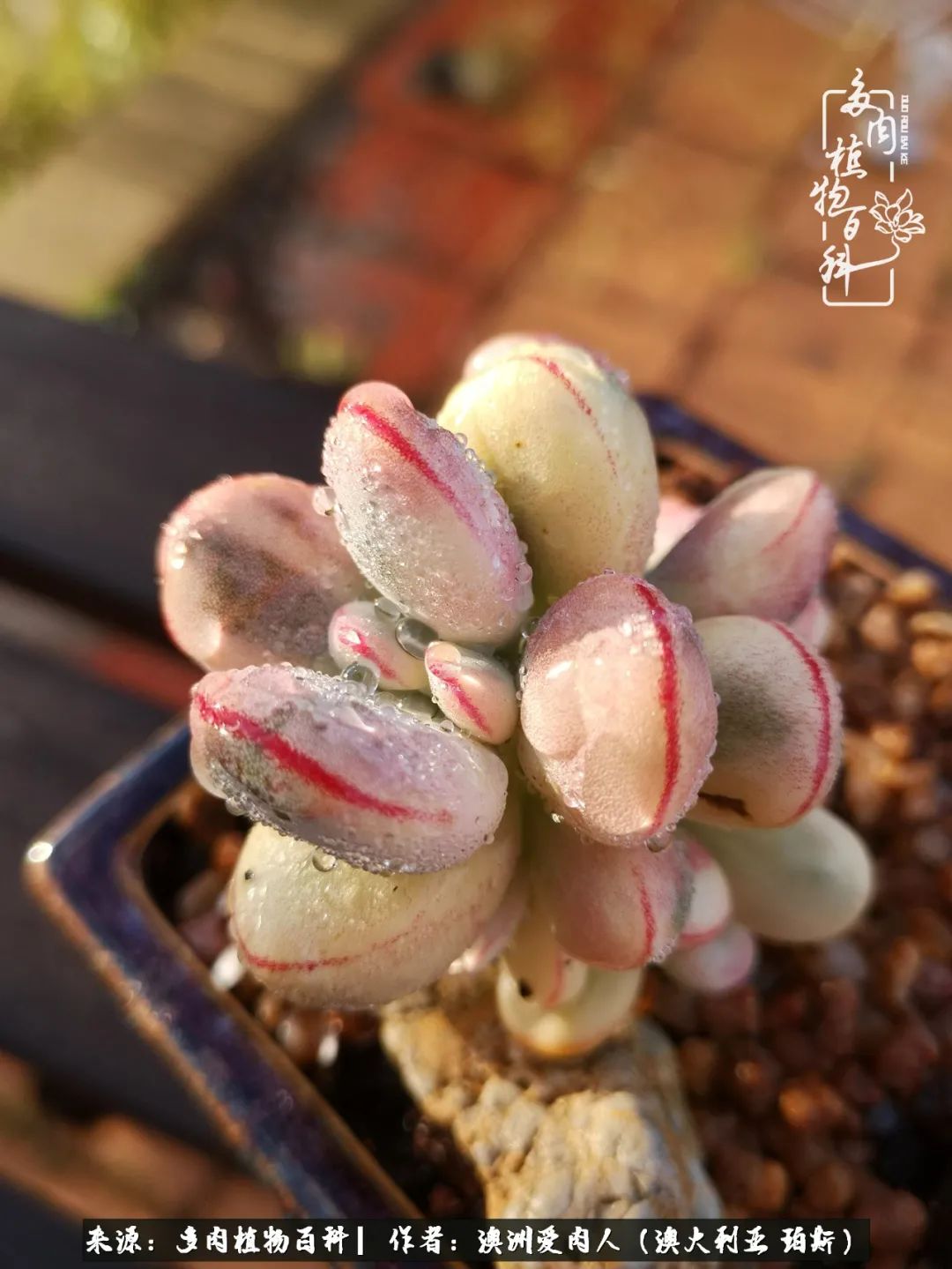 采蘑菇的小姑娘，“转行”来把多肉养