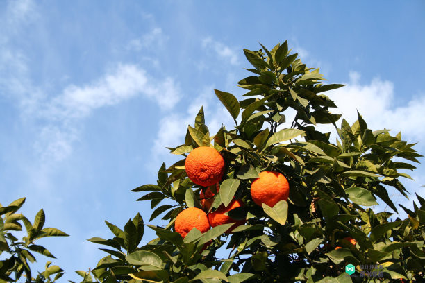 院子适合种的花和设计,庭院设计植物大全