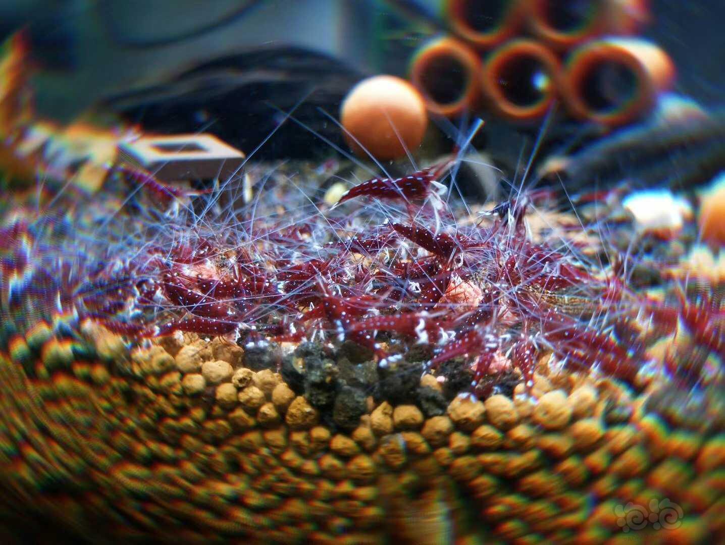 苏虾繁殖方法视频讲解,苏虾开缸教程及饲养心得