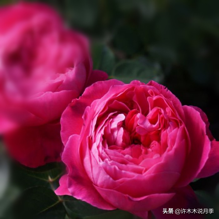 月季叶子掉光变成光杆了怎么回事？用这几招让你的月季满血复活