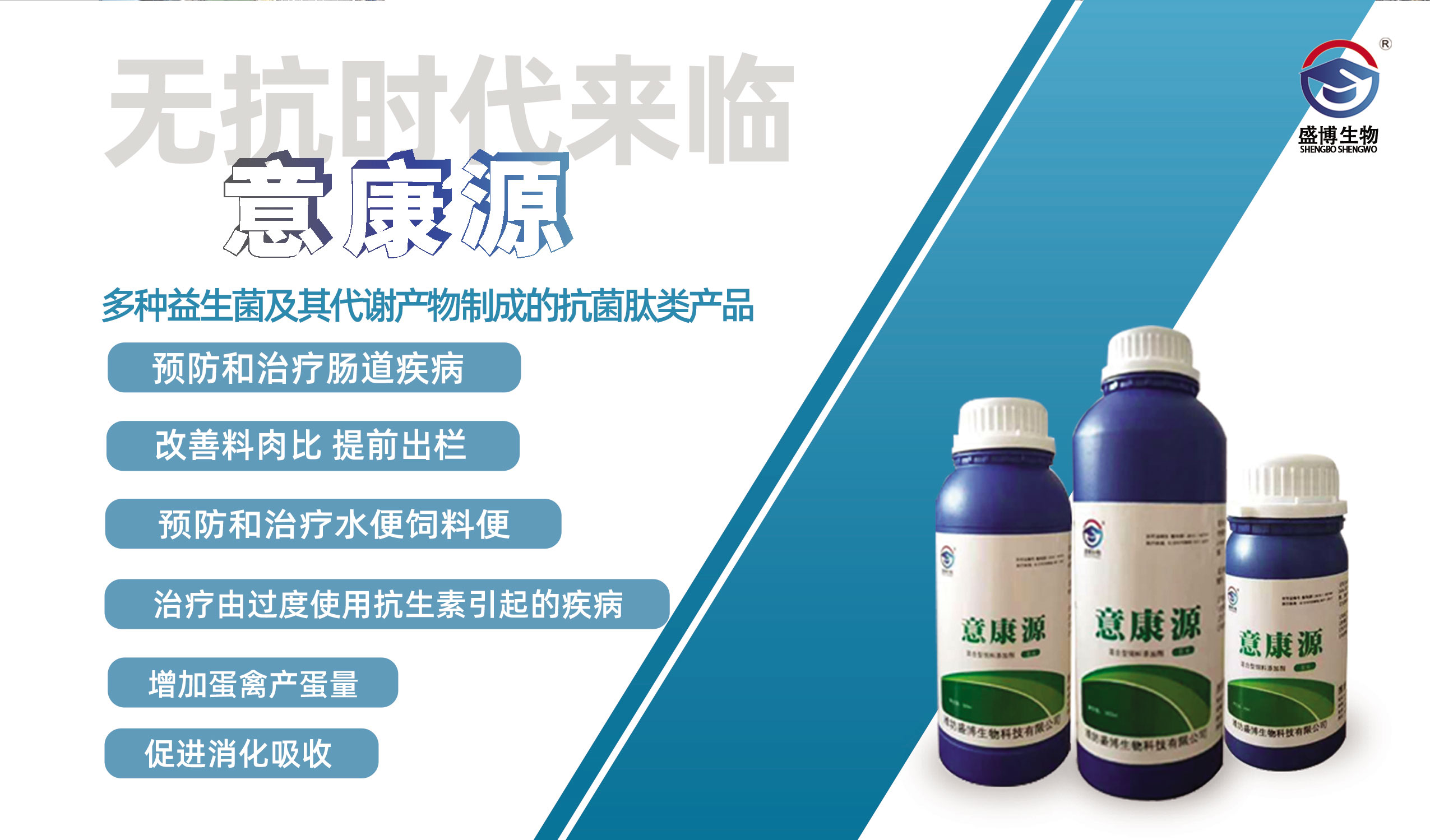 鸡输卵管炎治疗,蛋鸡如何预防输卵管炎