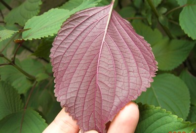 农村常见的野菜紫苏,紫苏是野草么
