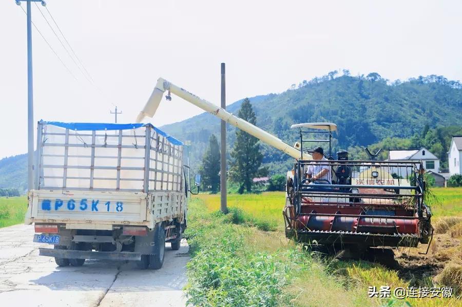 今年秋粮收购最新政策,最新秋粮收购政策