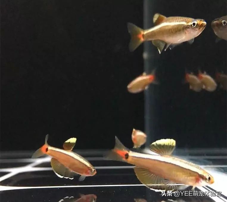 白云金丝鱼互动性好吗,白云金丝鱼是群游鱼吗