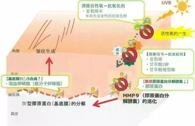 恋爱中的郑爽，清爽如夏风