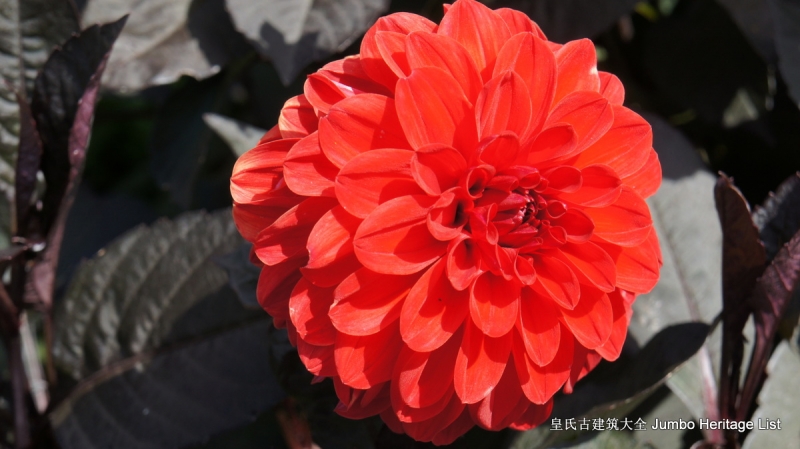 第37回的概括,第37回