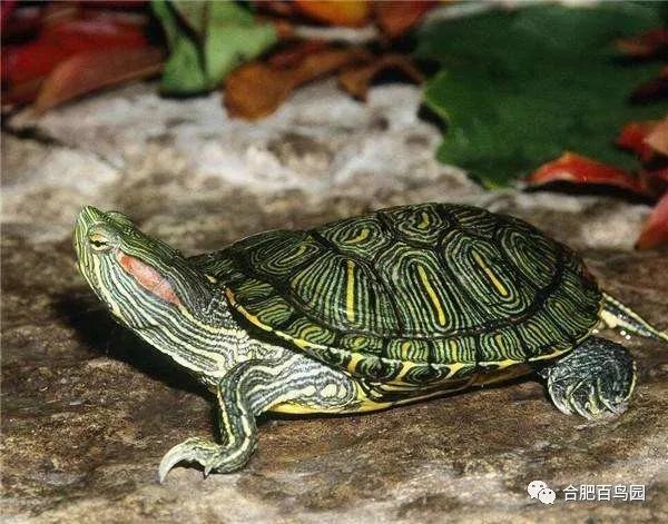 科普动物知识类短视频,龟鳖科普