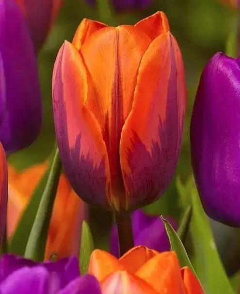 世界上最高贵最漂亮的花,世界上最名贵的花