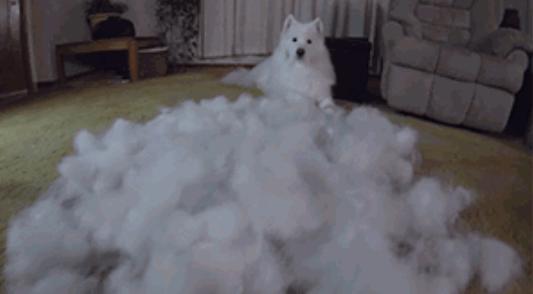 狗子掉毛红色,狗子掉毛皮肤发红是怎么回事