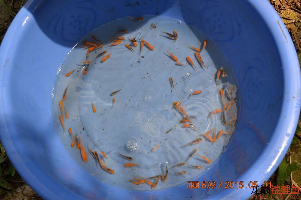 锦鲤苗成长,日本锦鲤水花苗成长