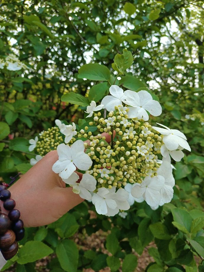 苏州第一高峰穹窿山,苏州最高的山穹窿在哪里
