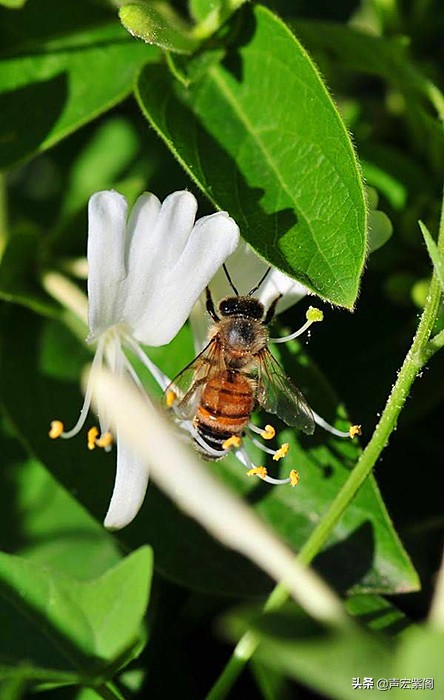 最惊艳的金银花,香气四溢的金银花