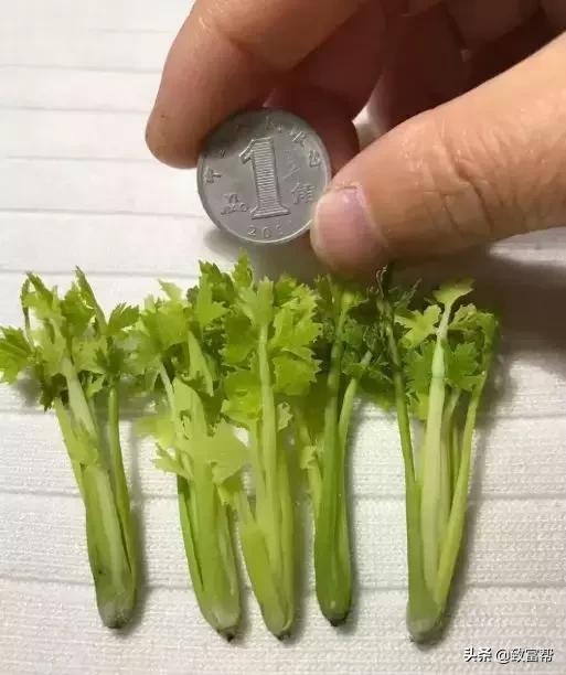 90后母亲被骗,90后妈妈因造假走红