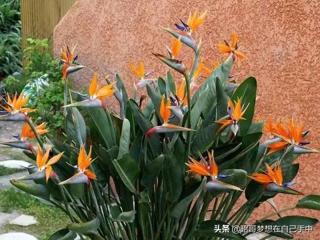 这3种花冬天公认难养,最不怕浇水的5种花