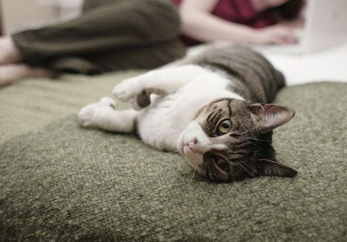 猫咪有没有被完全驯化,猫咪为什么能被驯化