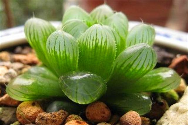 怎么让玉露保持湿润的状态,让玉露快速上色的办法