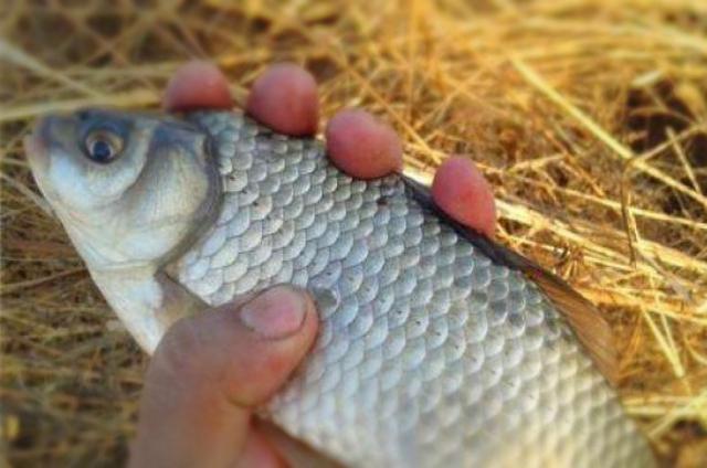 大板鲫钓了一尾又一尾,钓大板鲫公认最好活饵