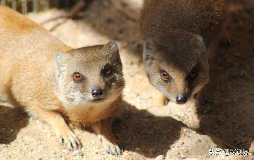 黄鼠狼为什么没有人工养殖,黄鼠狼有没有人工养殖