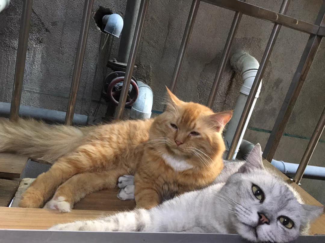 小猫不吃猫药怎么办快速解决,小猫不吃泡过的猫粮只吃硬的