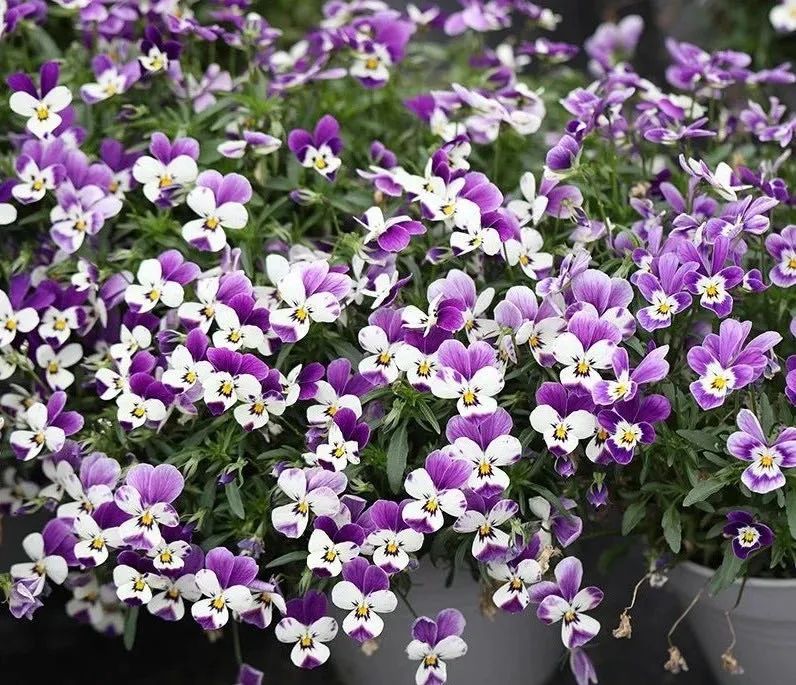 5种花超好养漂亮上档次,这5种花适合春天养