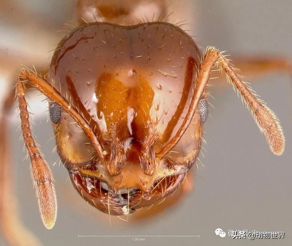 消灭入侵红火蚁,红火蚁入侵完整版